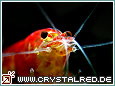 Kristallrote Zwerggarnele Crystal Red