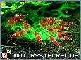 Kristallrote Zwerggarnele Crystal Red